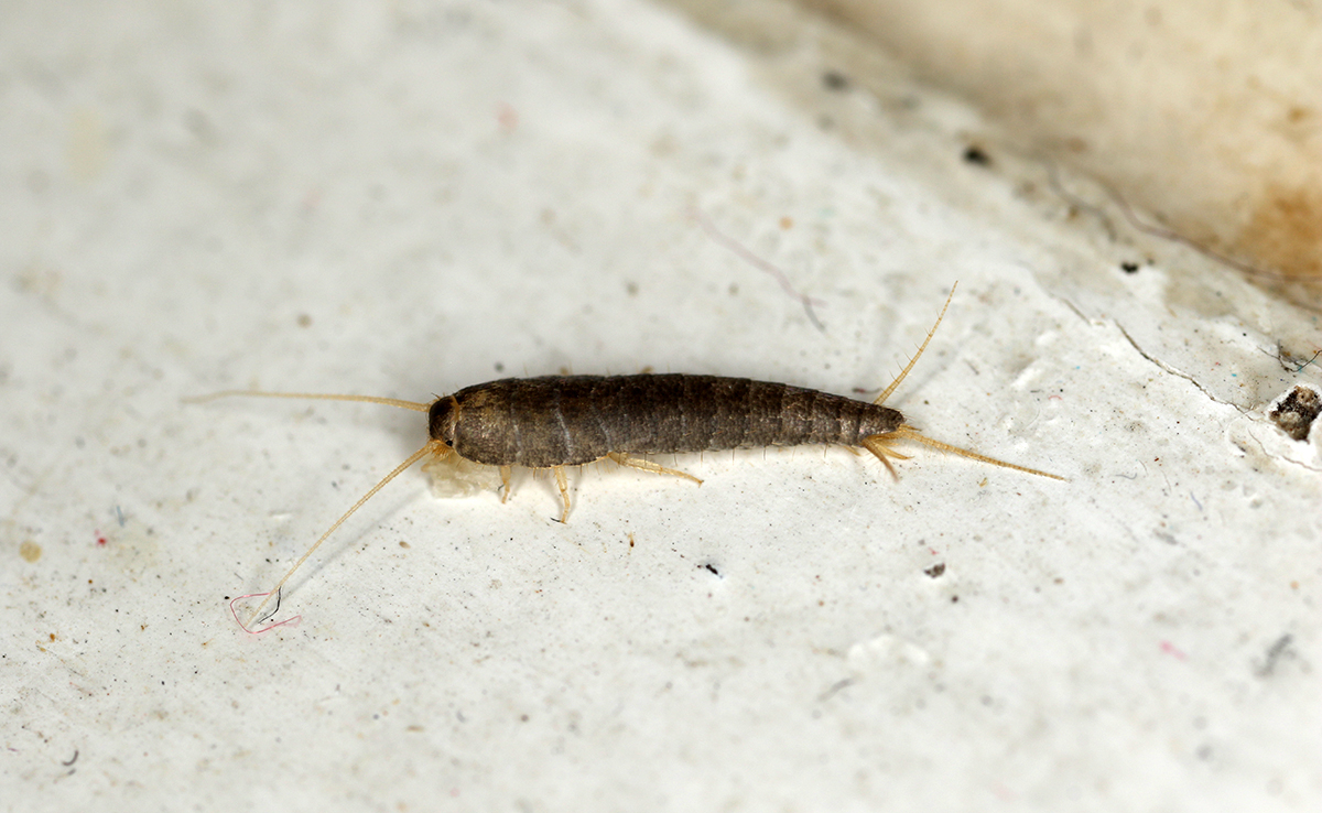 Astuces naturelles contre les poissons d'argent : feuilles de laurier et huiles essentielles