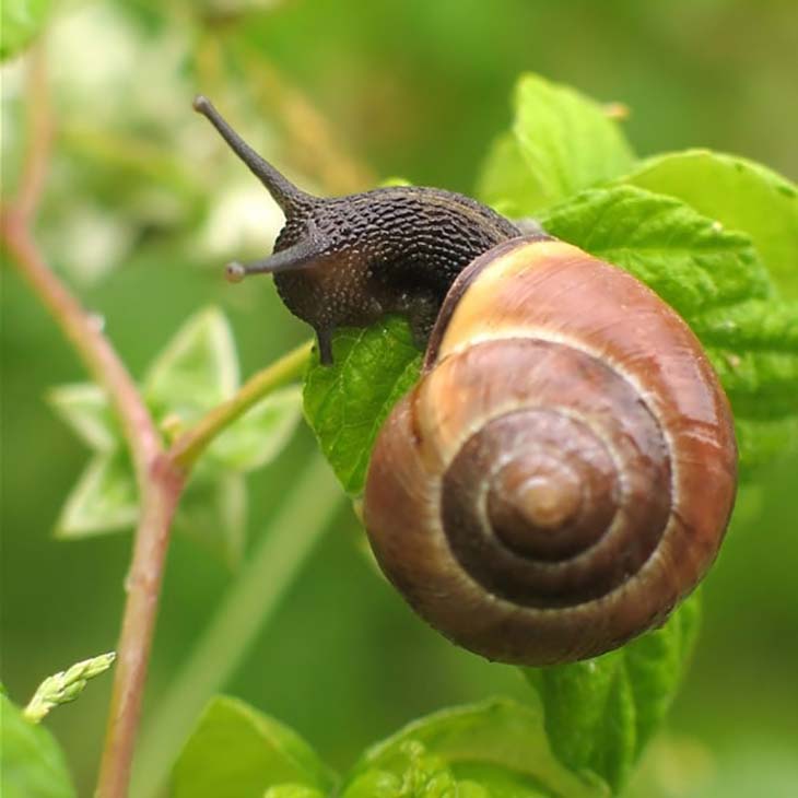 Escargot dans le jardin 