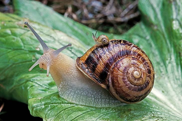 Escargot de jardin 