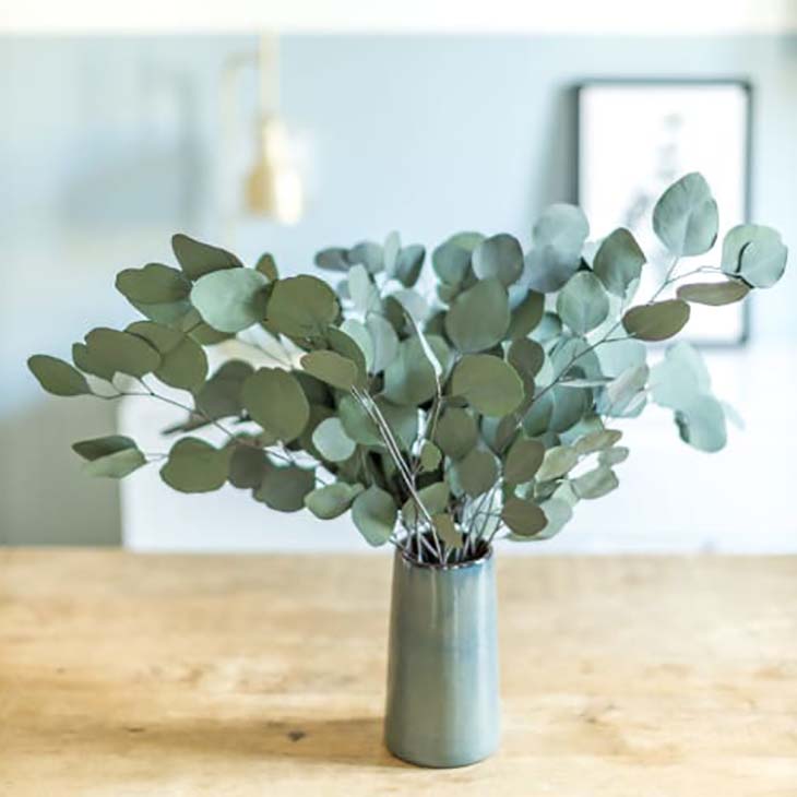 eucalyptus maison