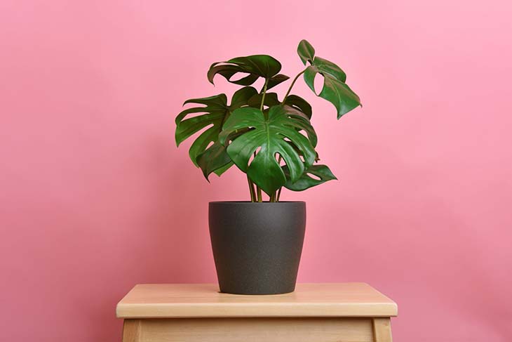 Faux philodendron 