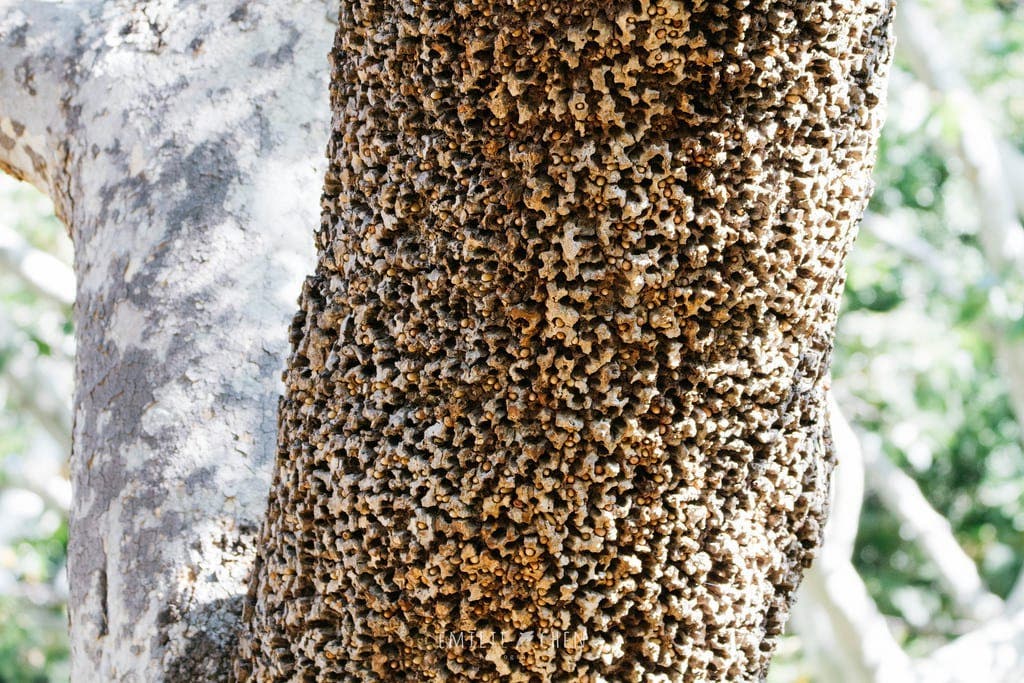 D’autres fois, ils peuvent s’avérer vitaux, c’est le cas notamment de ces arbres utilisés par les oiseaux pic du type pivert qui y stockent leur nourriture.