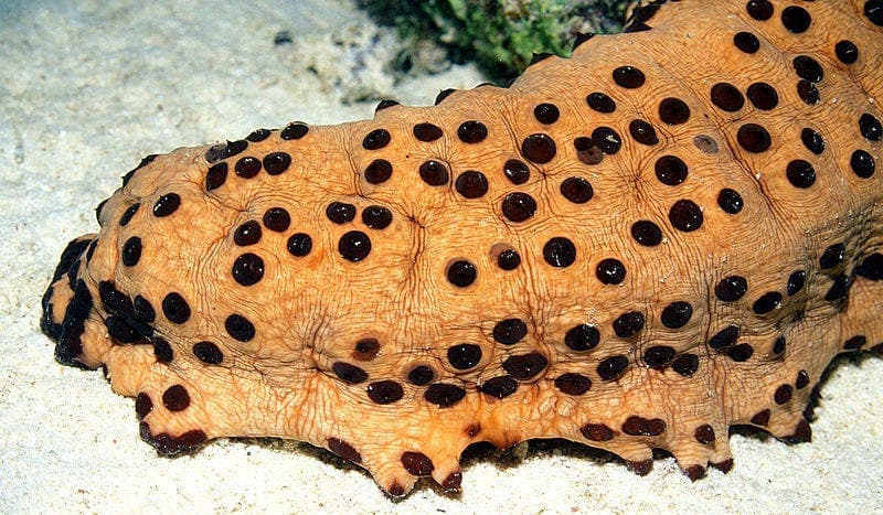 Ce concombre de mer visqueux est également couvert de petits trous.