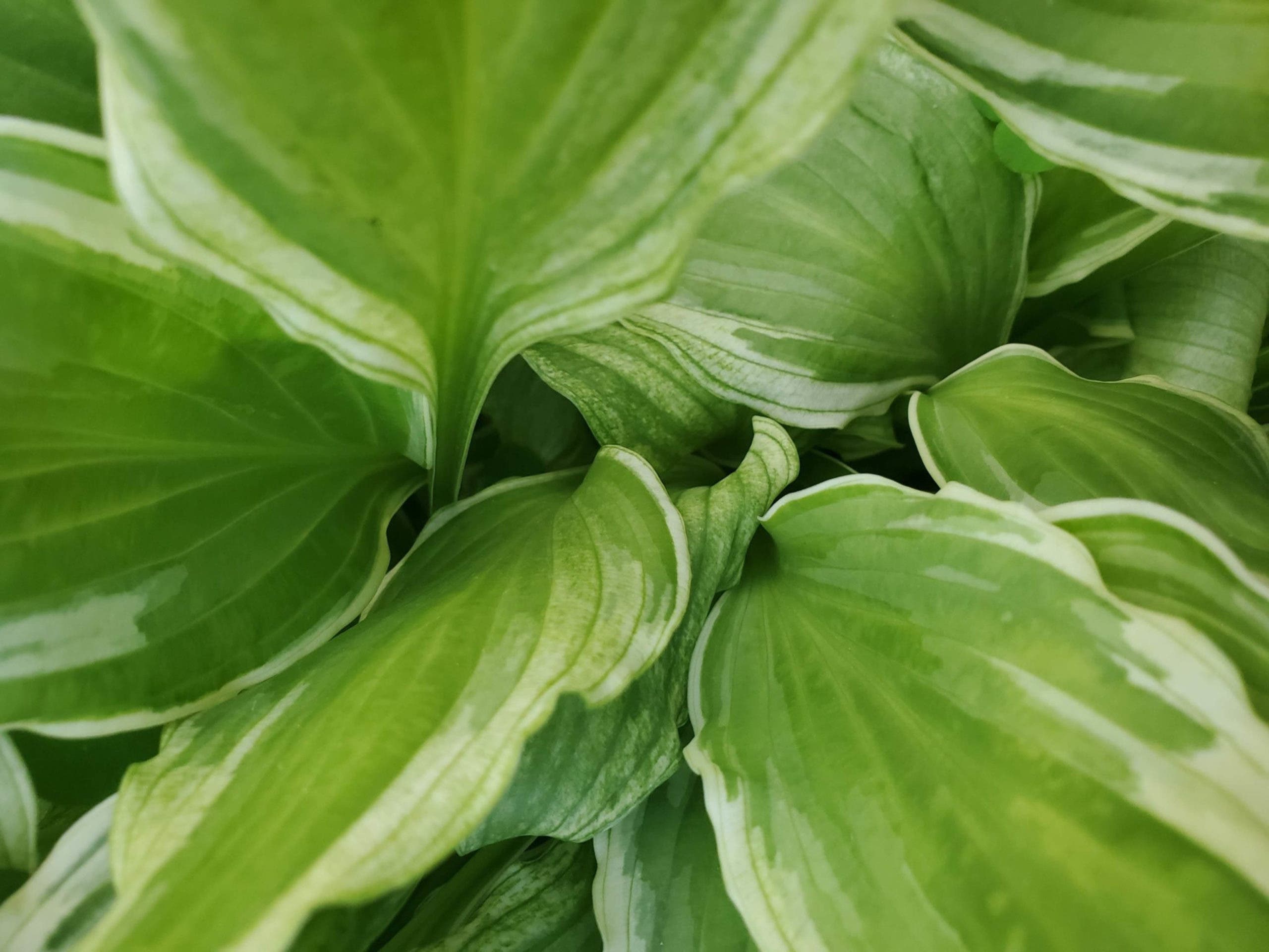 feuille de plantain