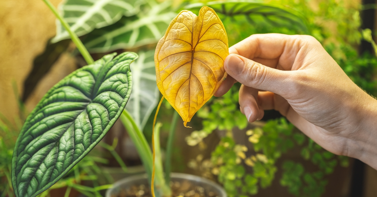 Feuille de plante d'intérieur présentant un jaunissement prononcé