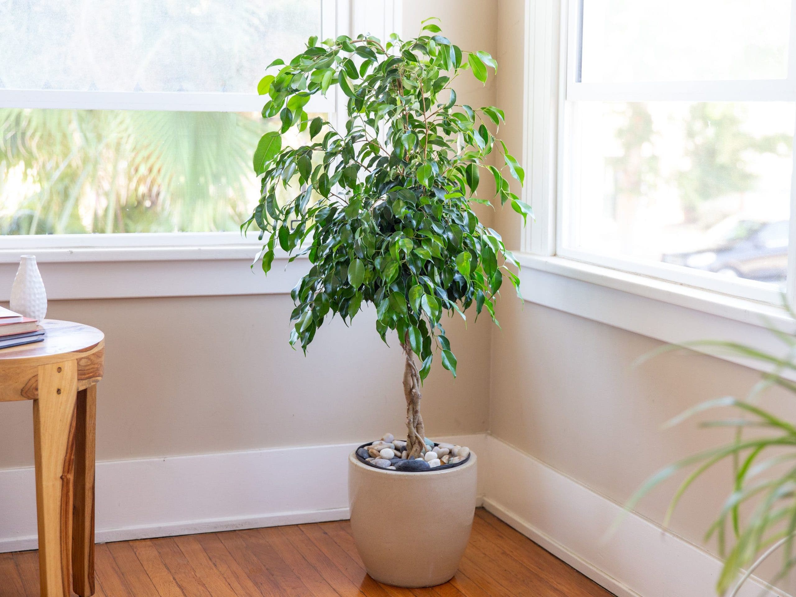 ficus benjamina