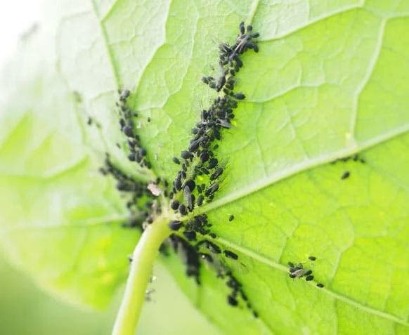 Pucerons sur les plantes 