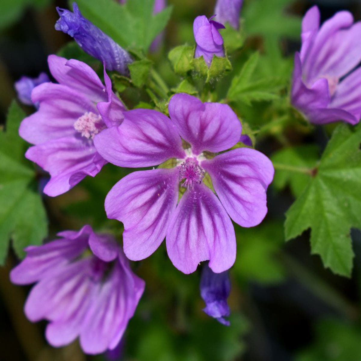 fleur de mauve