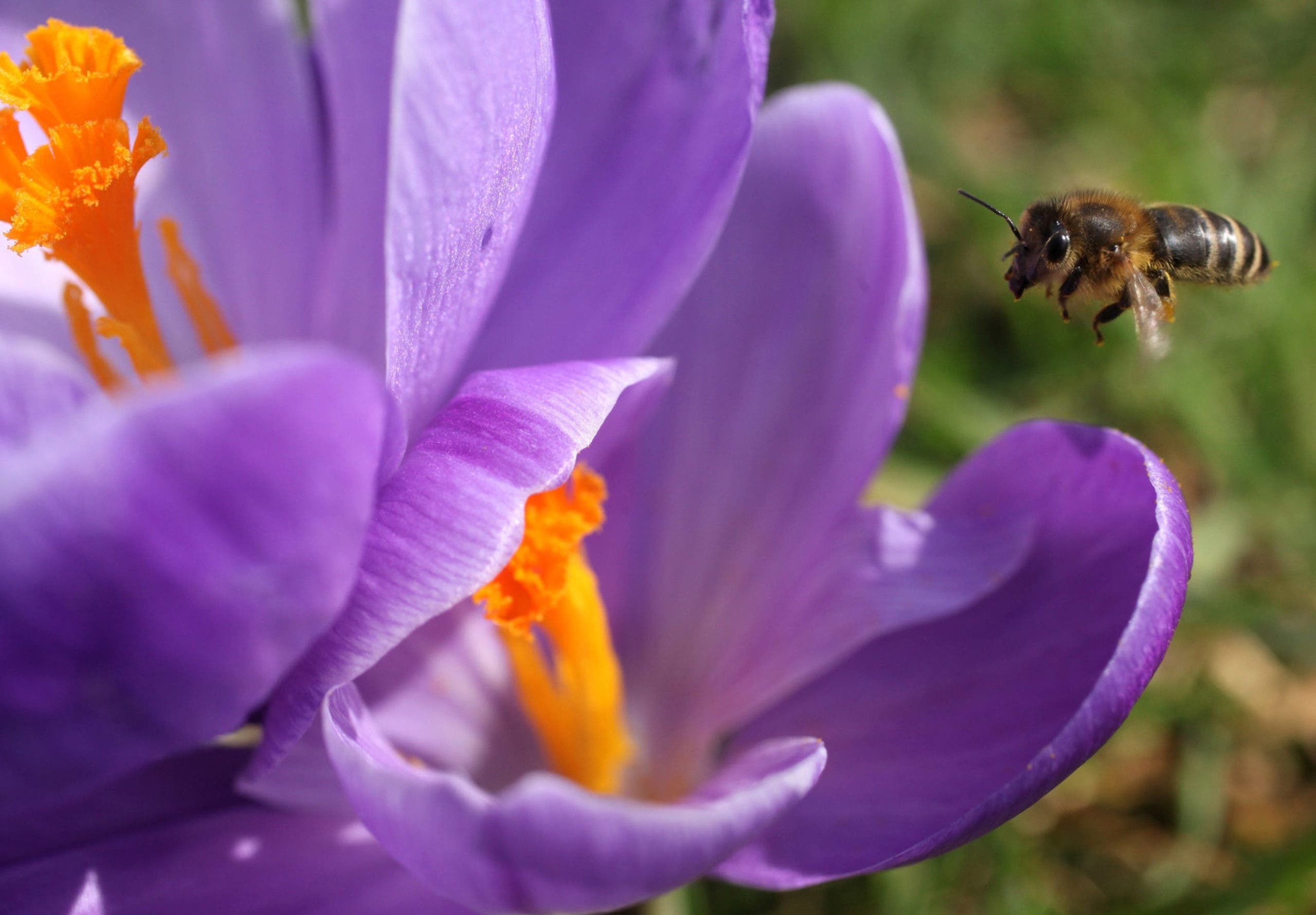 fleurs de mauve