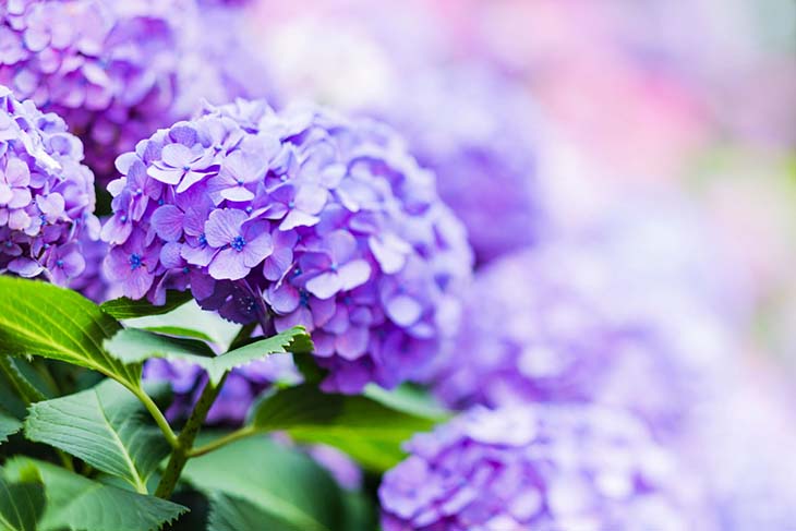 Fleurs d’hortensia 