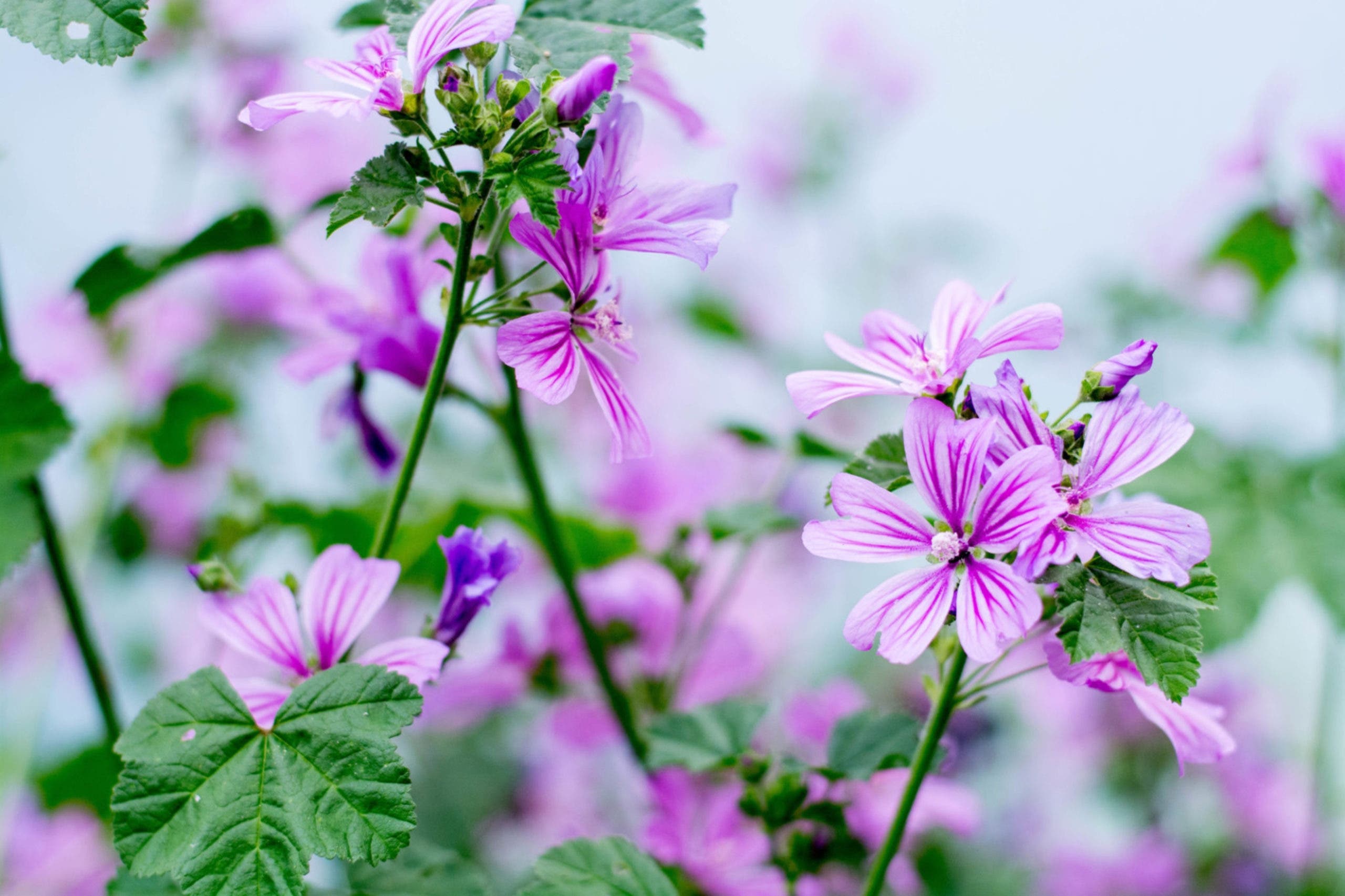 fleurs mauve blanche