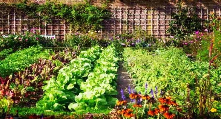 Potager avec des plants protégés par des fourchettes en plastique