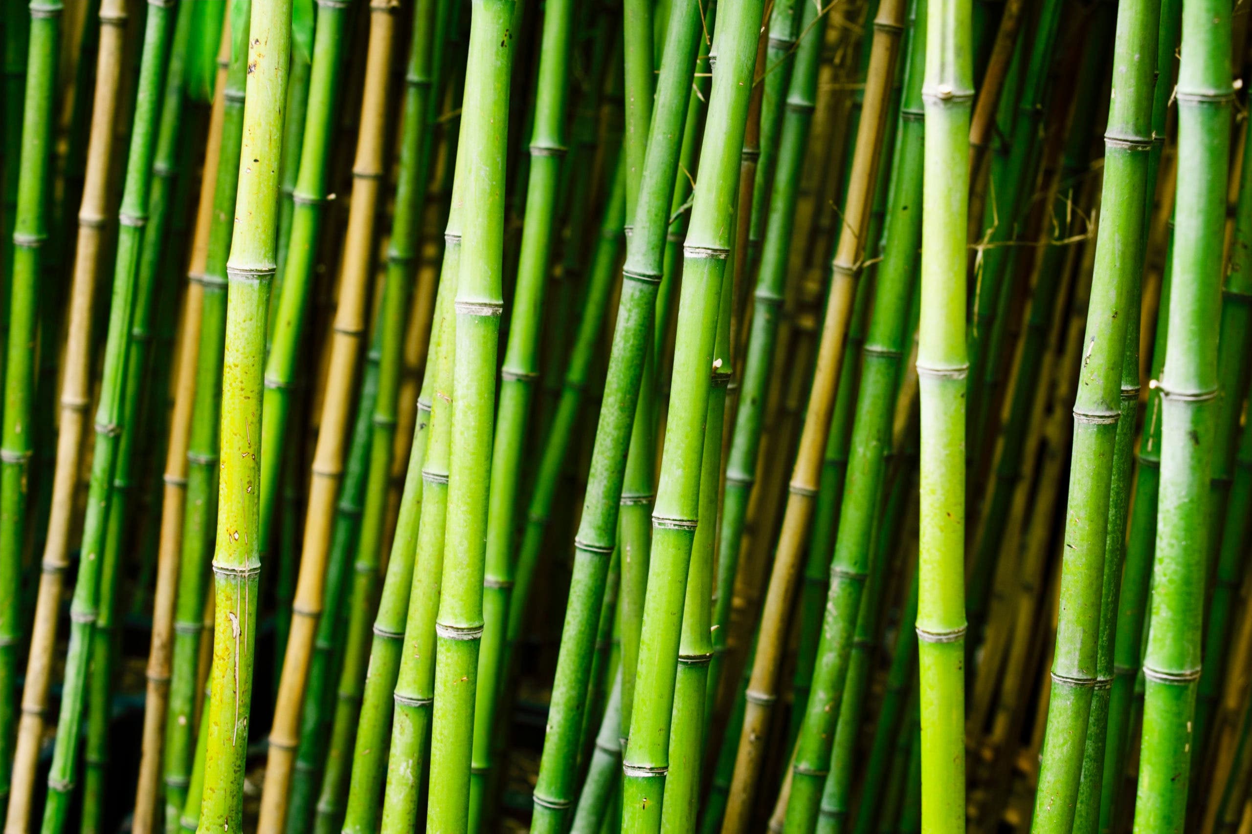 foret de bamboo