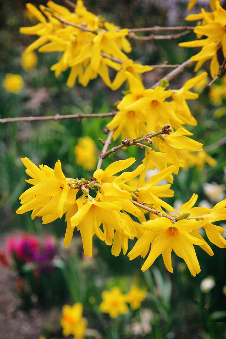 forsythia