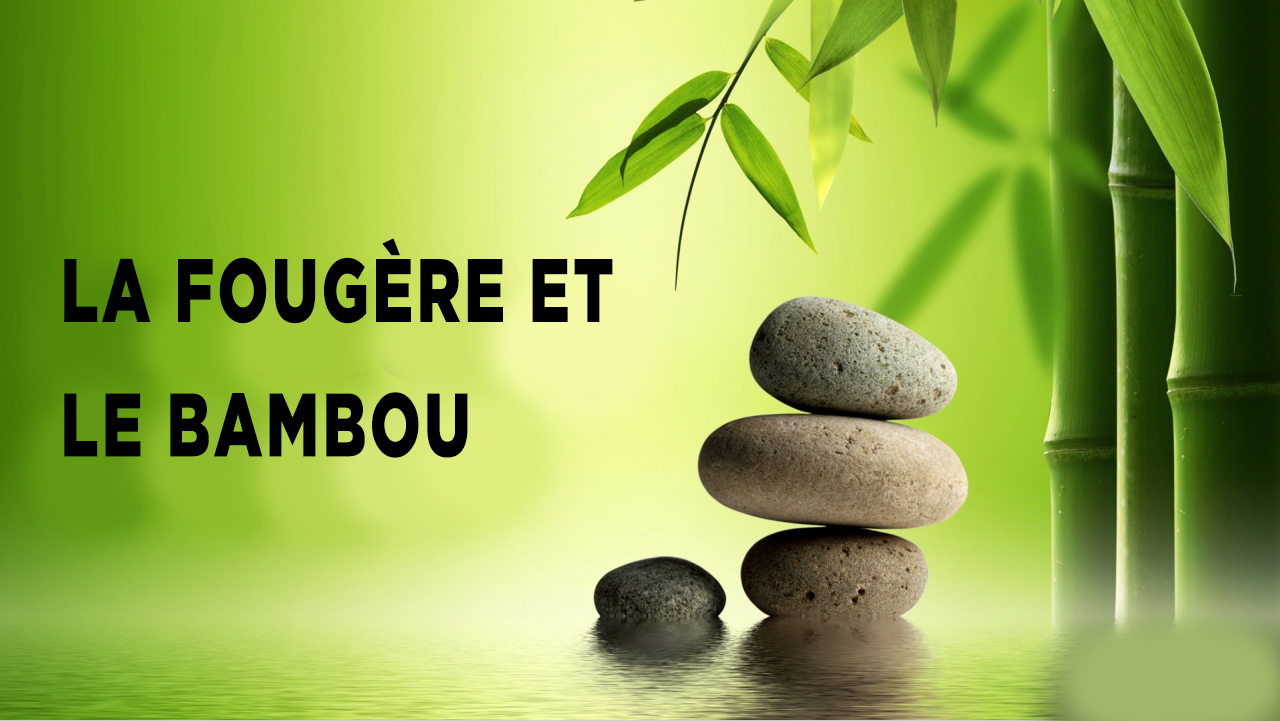 fougere et bambou