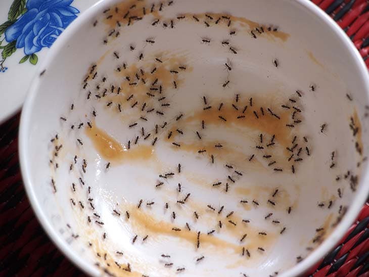 Fourmis infestant un plat – source : spm