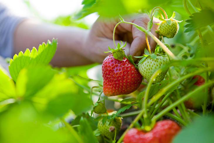 fraises