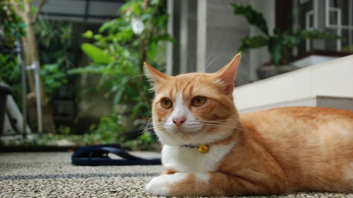Chat blanc et roux se reposant paisiblement