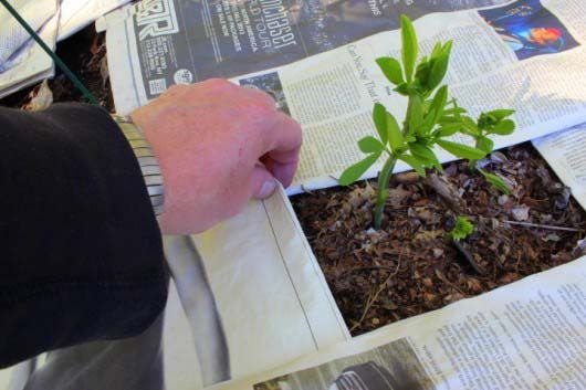 Déposez du journal dans le jardin - spm