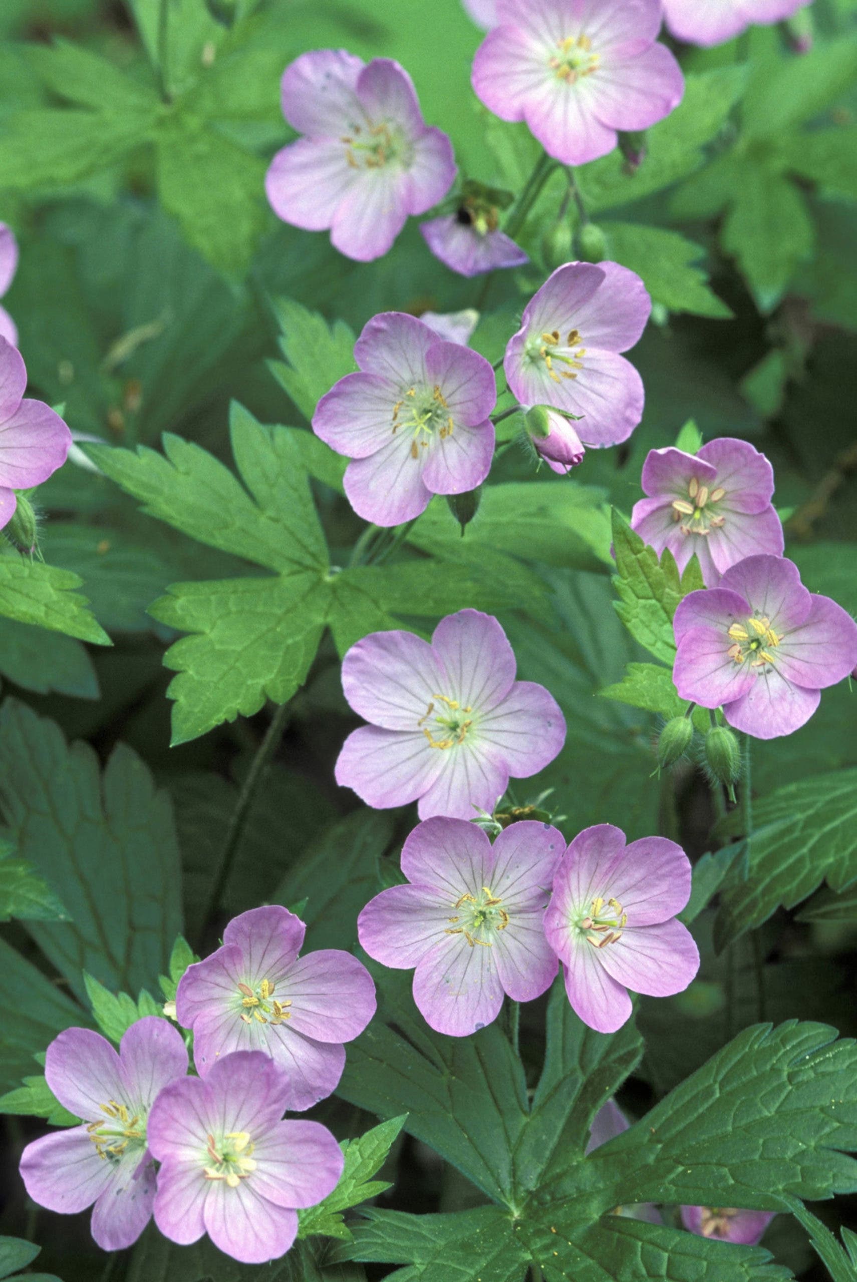 geranium maculatum