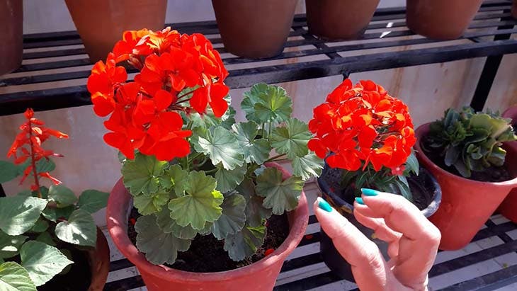 geraniums pots