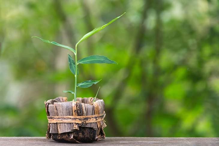 Jeune plant de gingembre dans un pot en feuille de bananier