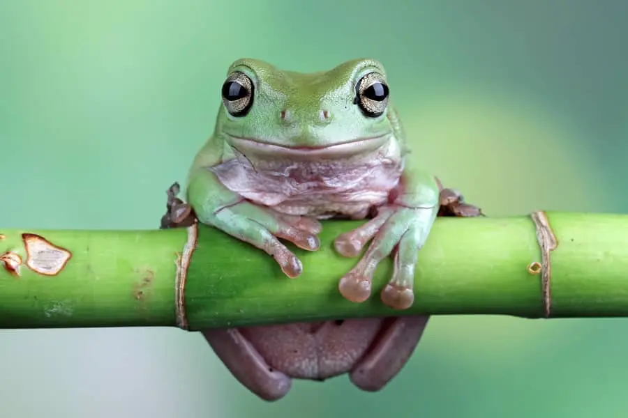 Grenouille dans un intérieur