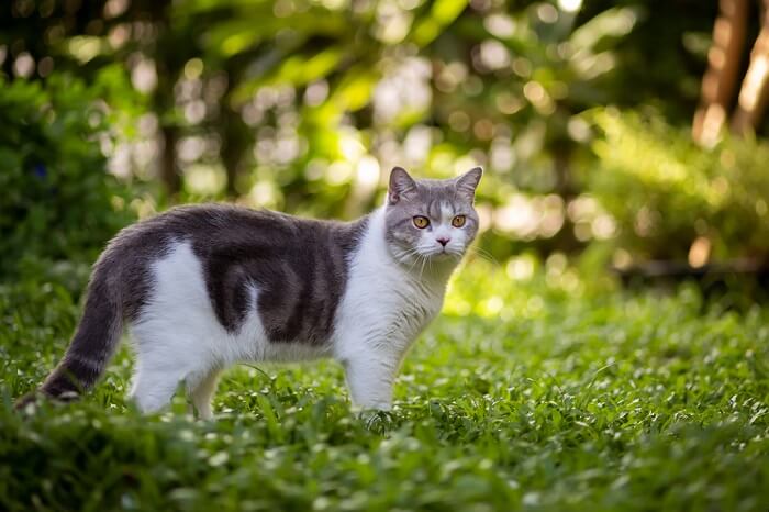 Chat adulte et chaton, évoquant la notion de foyer