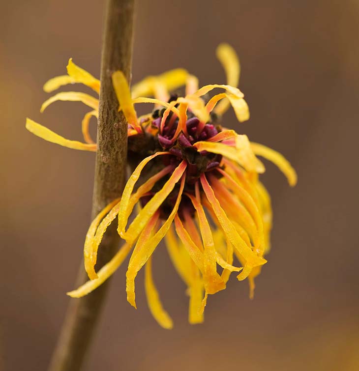 hamamelis