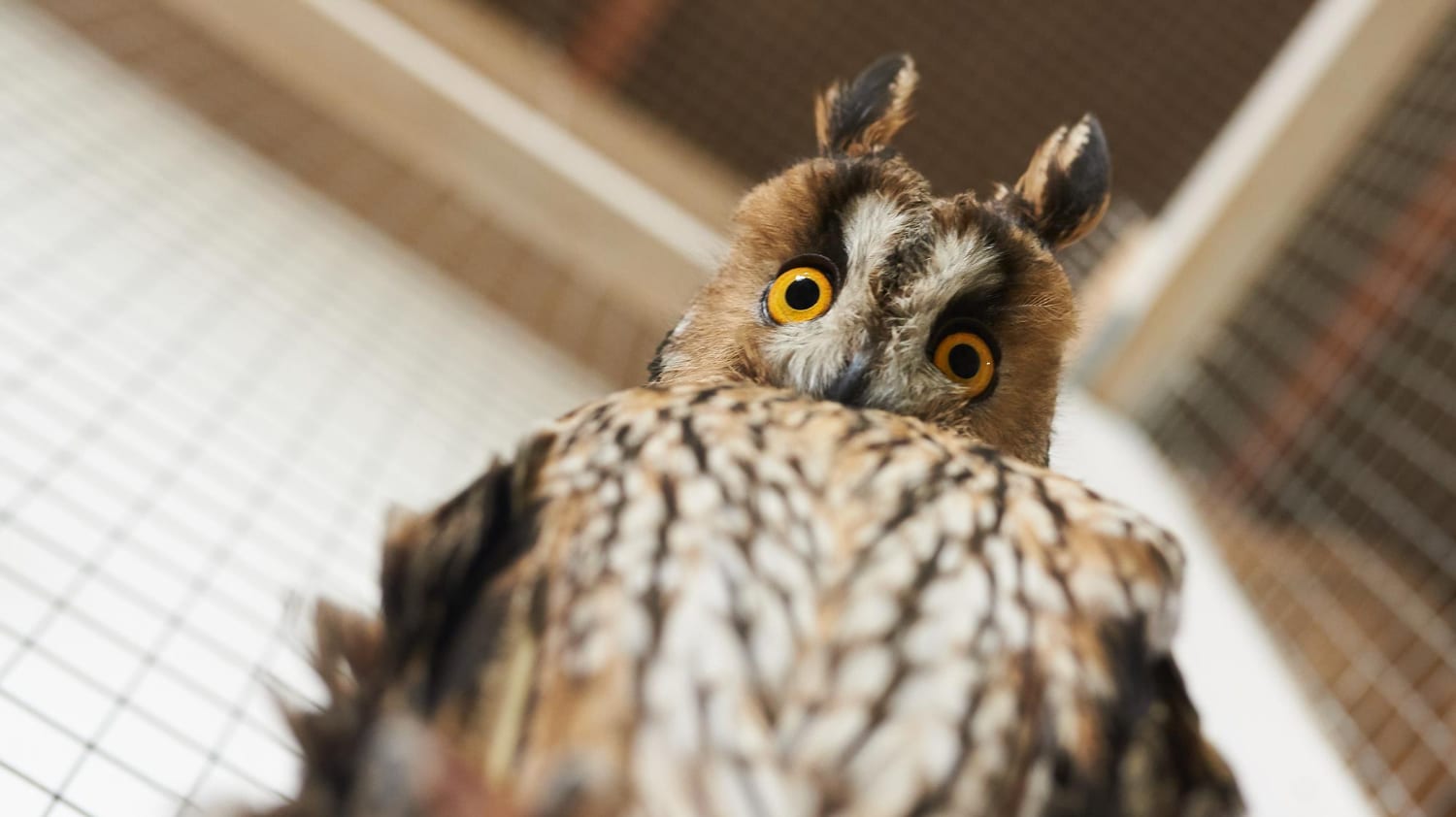 Représentation artistique d'un hibou, symbole de sagesse
