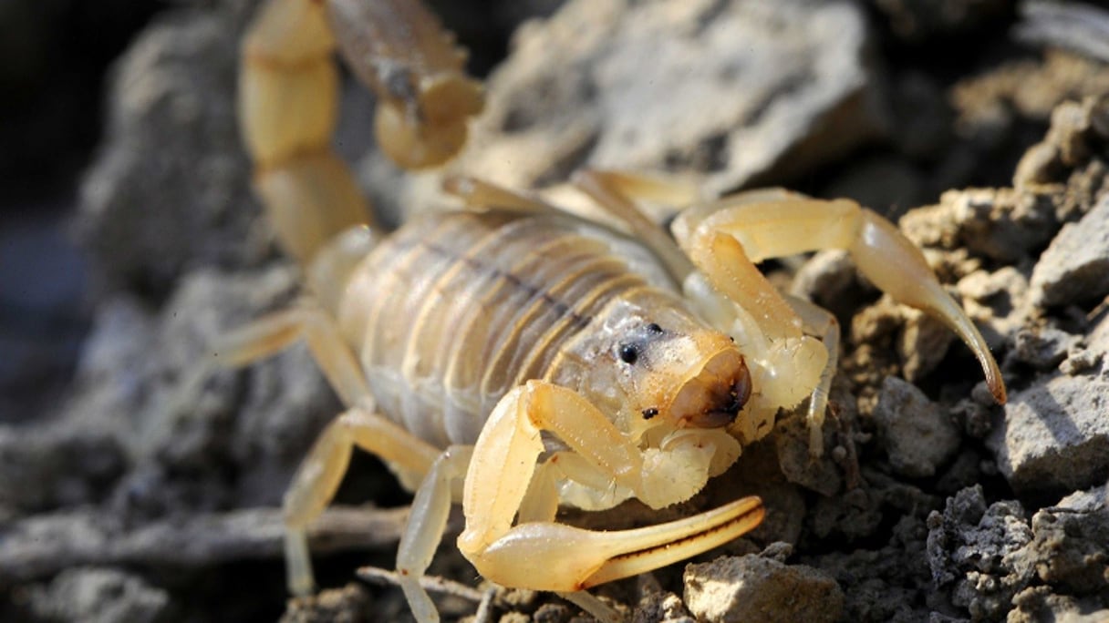 Scorpion vu de près sur un sol rocailleux