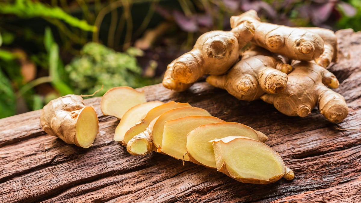 Rhizome de gingembre frais prêt à être planté