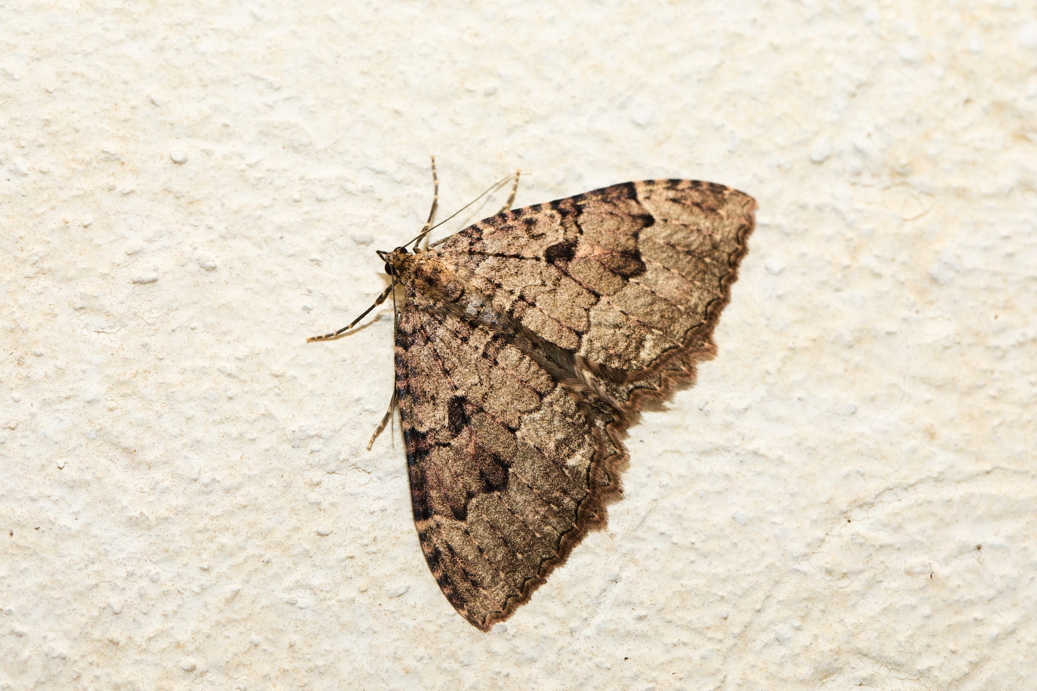 Un papillon de nuit aux ailes délicates posé sur une surface