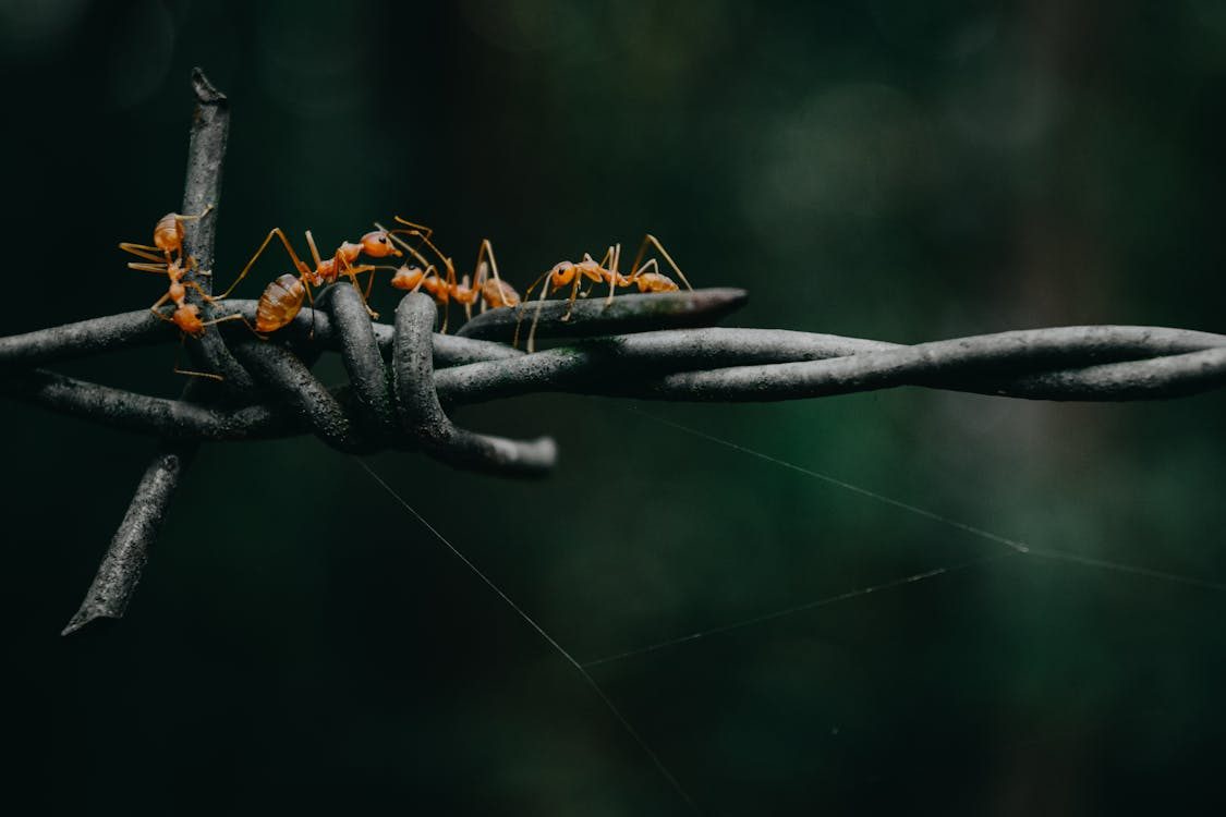 Fourmis collaborant pour transporter un objet
