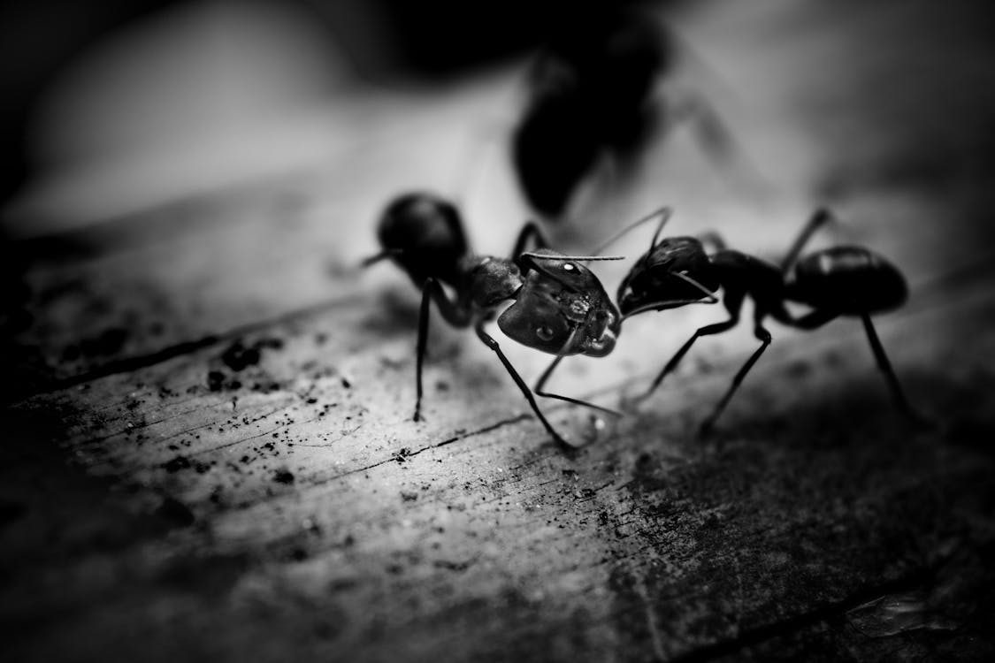 Fourmis travaillant en colonie organisée sur une feuille