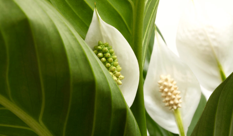 Plante d'intérieur luxuriante et fleurie dans un pot blanc