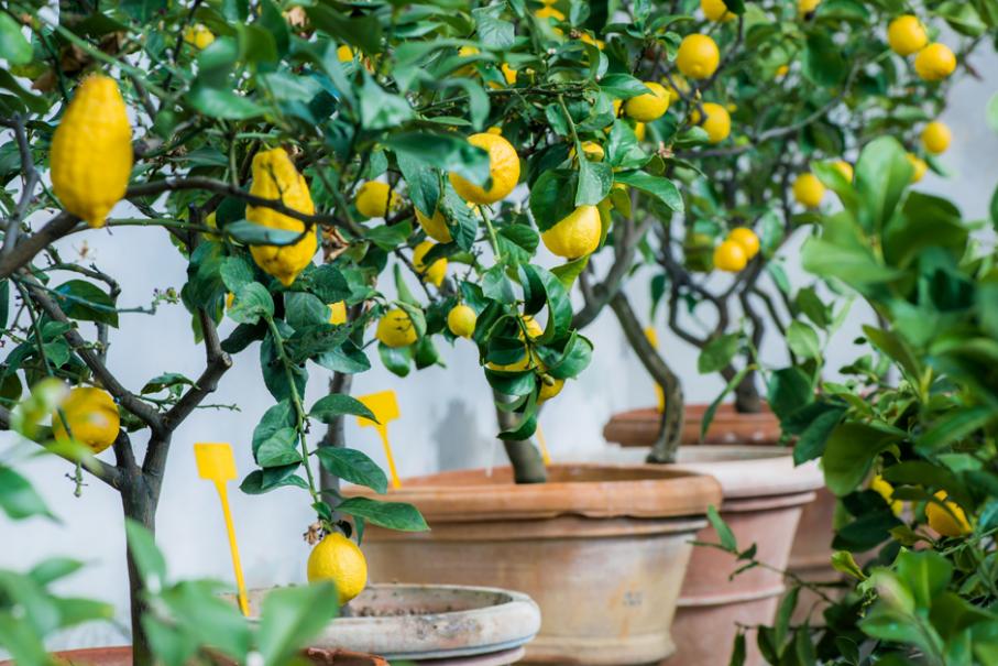 Jeune pousse de citronnier près d'une fenêtre ensoleillée