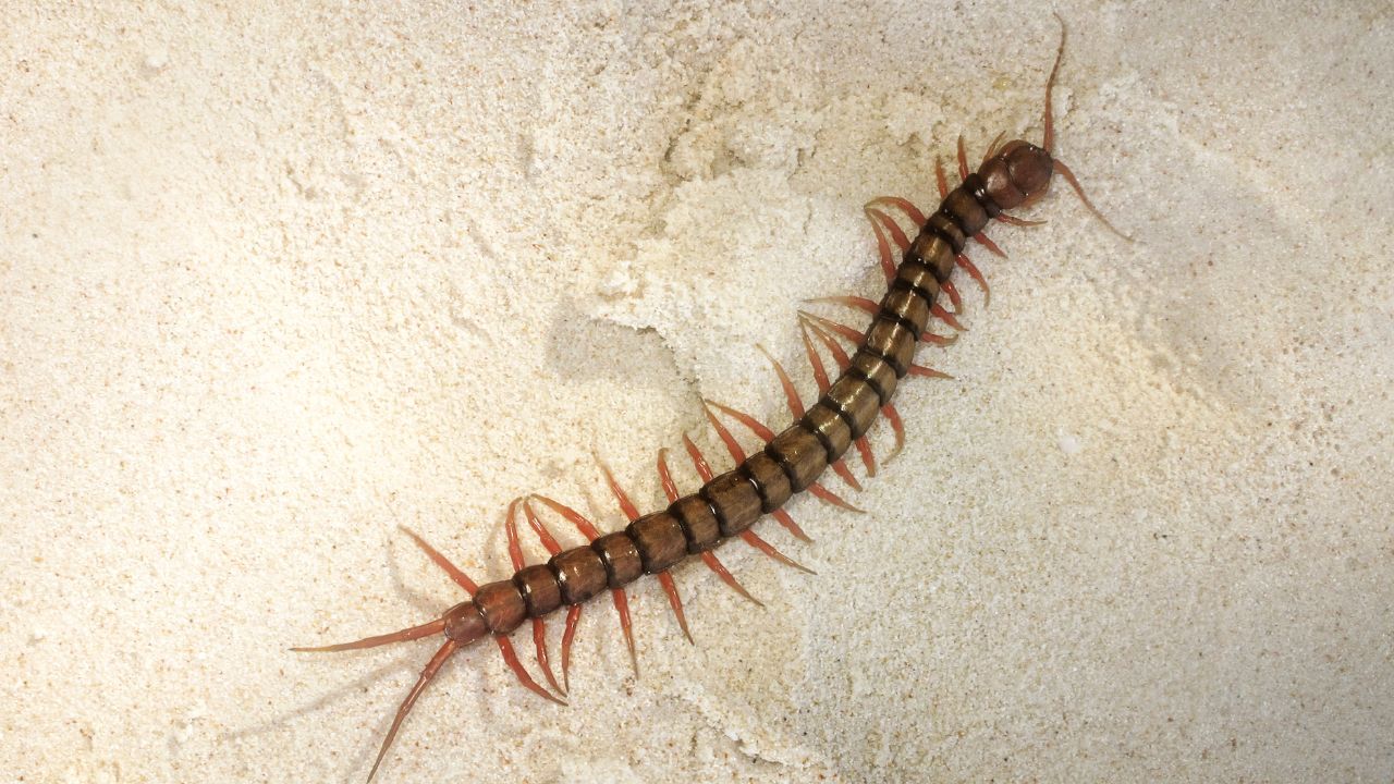 Mille-pattes dans un coin sombre et humide d'une maison