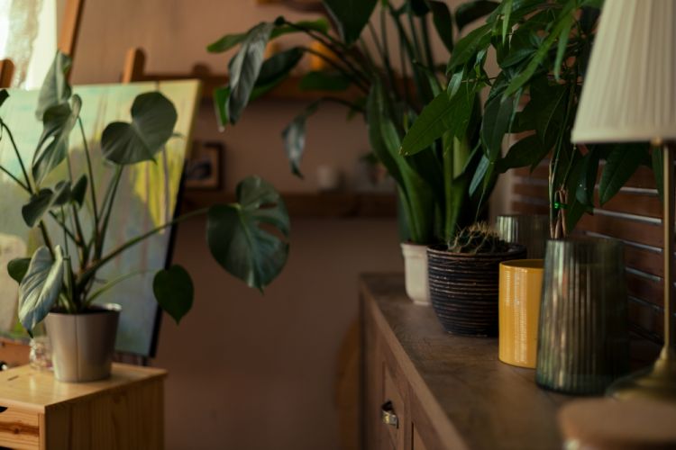 Salon lumineux et paisible envahi de plantes de différentes tailles