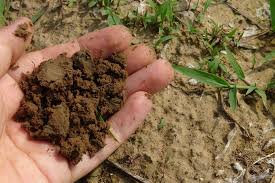 Mains tenant de la terre riche et meuble pour plantes