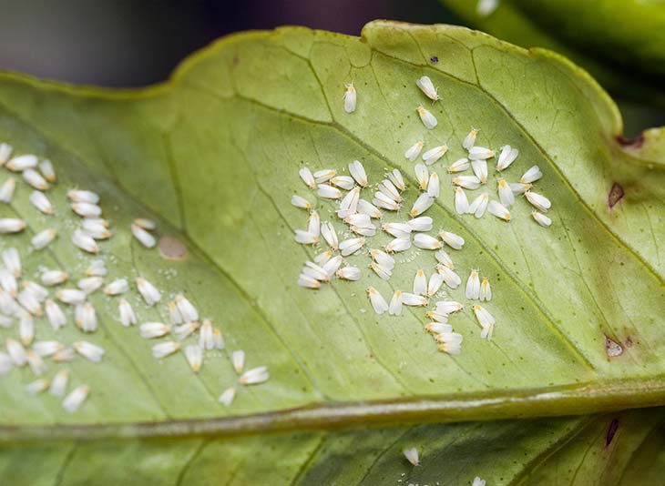 Insectes sur les plantes 