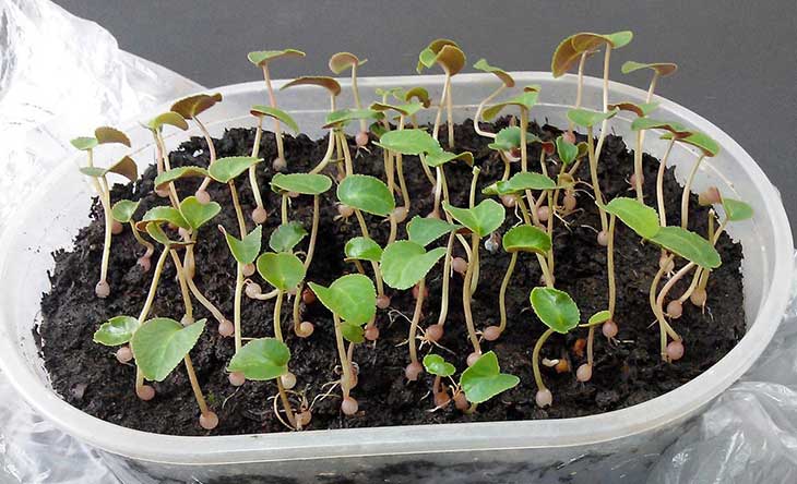 Les jeunes pousses du cyclamen. source : spm