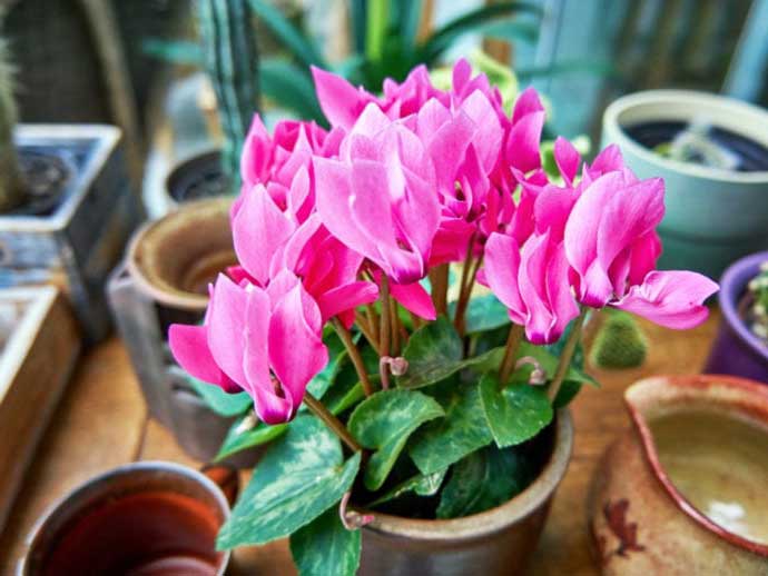 Cyclamen en pot. source : spm