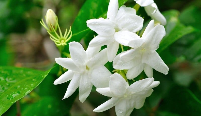 jasmin