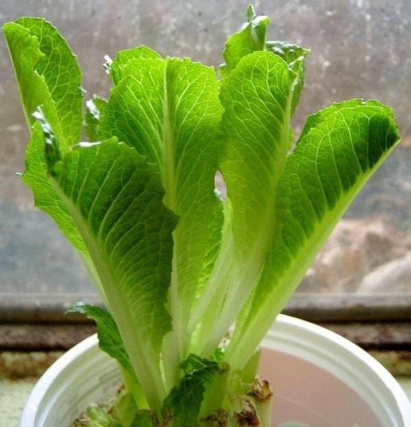 laitue romaine