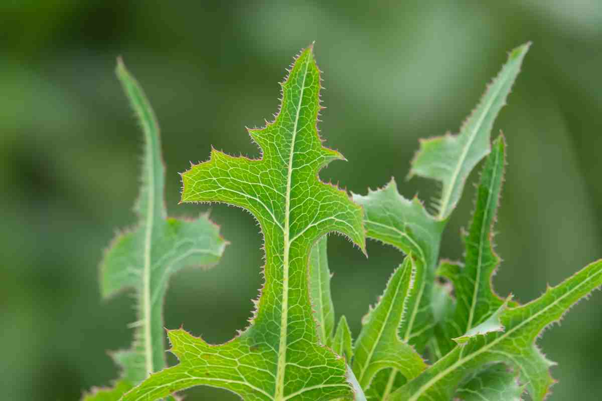 Photo d'une laitue sauvage (laitue scariole) en pleine nature