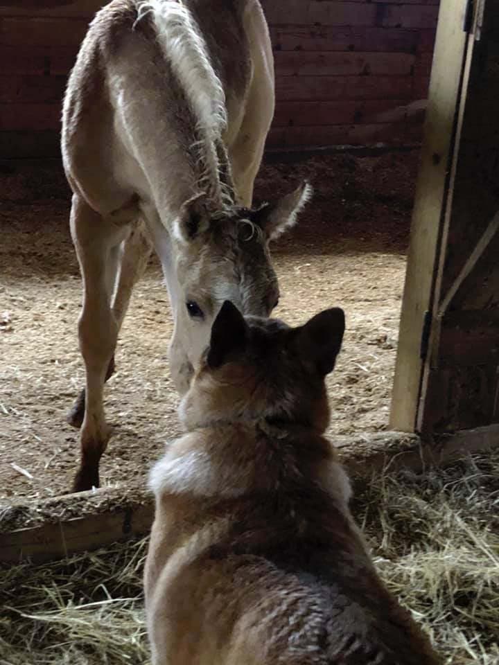 le chien et le poulain2