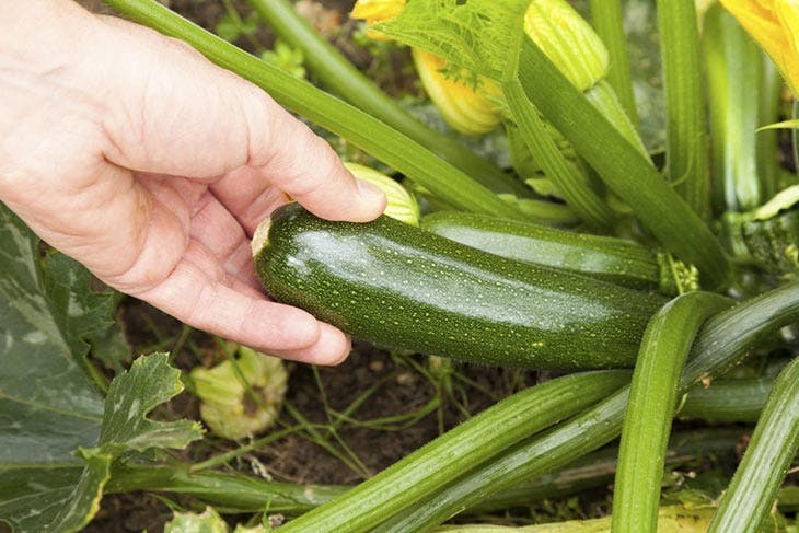 Courgettes. source : spm