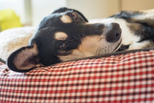 les femmes dorment mieux avec un chien qu’avec un homme dans leur lit