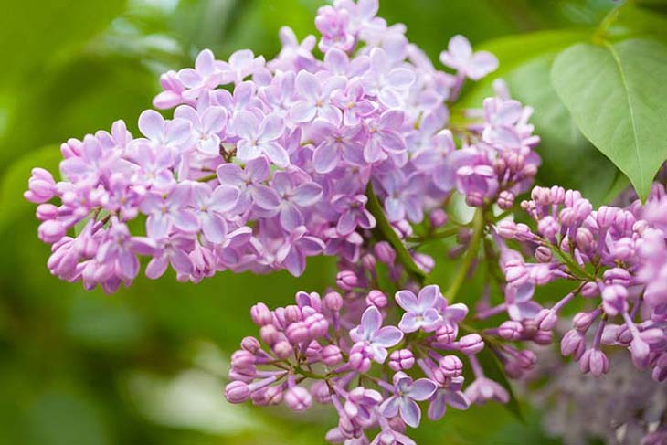 lilas